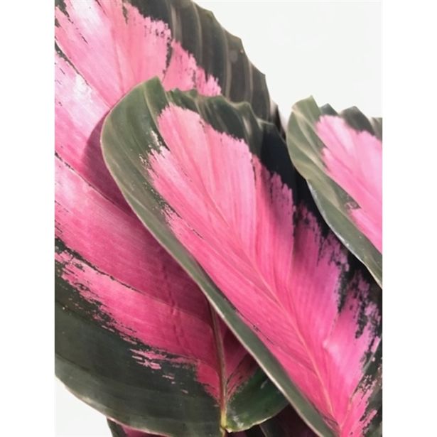 KALATEJA CRIMSON L14