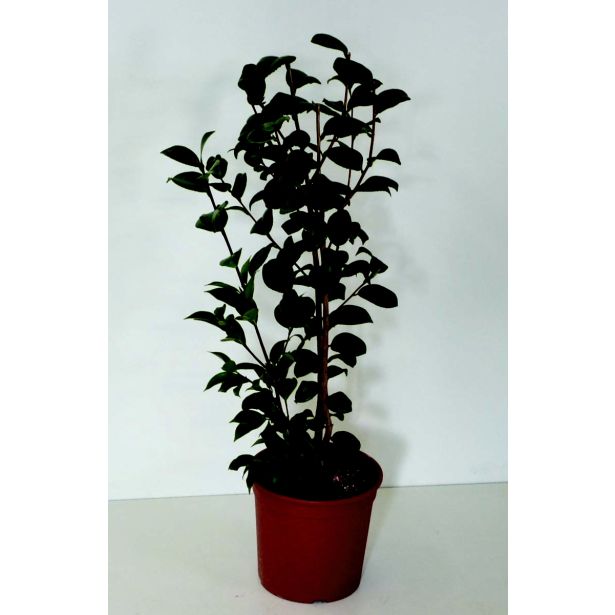 SEZONSKA RASTLINA KAMELJA L21