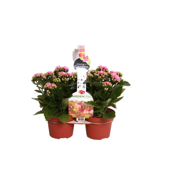 KALANHOJA MIX DUO L12