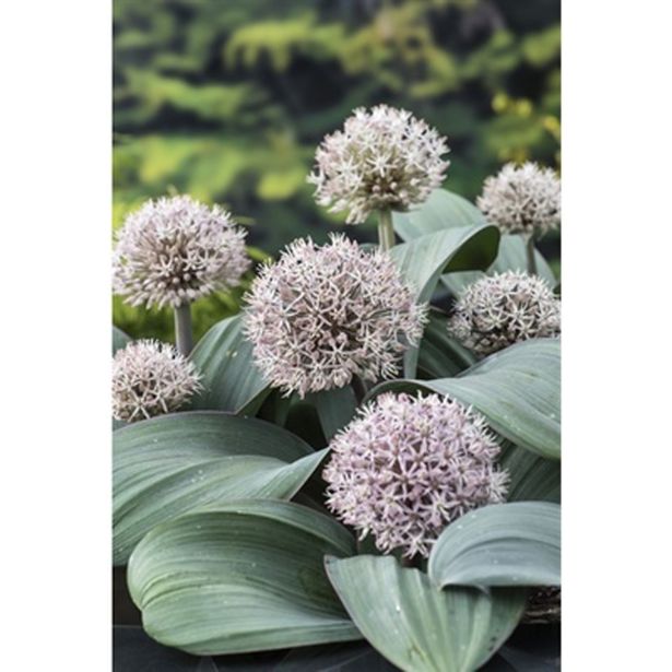 VODNE RASTLINE KARATAVSKI LUK L 9