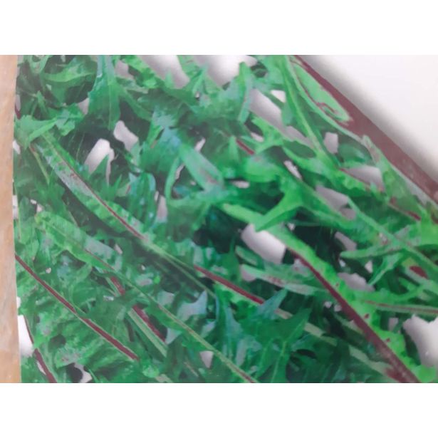 LISTNA ZELENJAVA L'ORTO FRUTTIFERO KATALONSKI RADIČ 8/1 ROSSA ITALIANA KULTIPAK