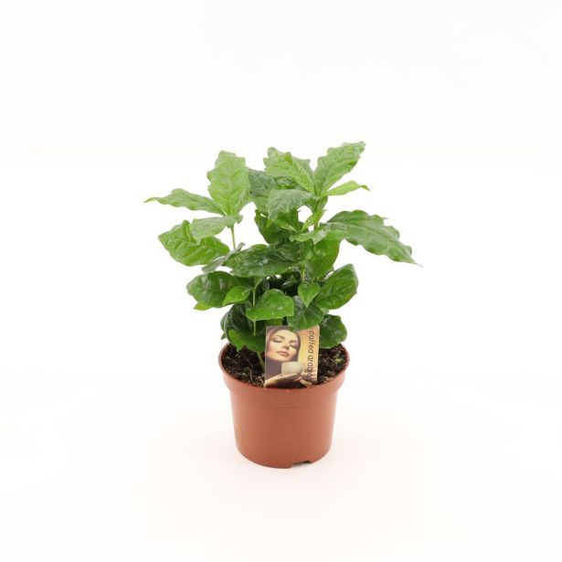 KAVA COFFEA ARABICA L12 CM