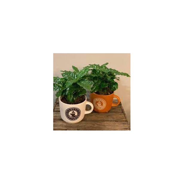 KAVA COFFEA ARABICA V OKRASNEM LONČKU L12 CM