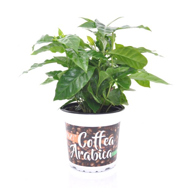 KAVA KAVOVEC BAENS L12