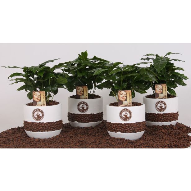 KAVA V OKR. LONCU L12