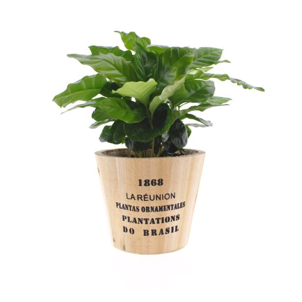 KAVA KAVOVEC NAIROBI OKR. LONEC L12