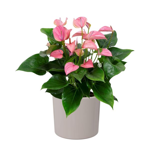 KERAMIČNI NOTRANJI LONEC EVA 150 SIV GLOSS 150X131 MM ZA L13 ALI 14