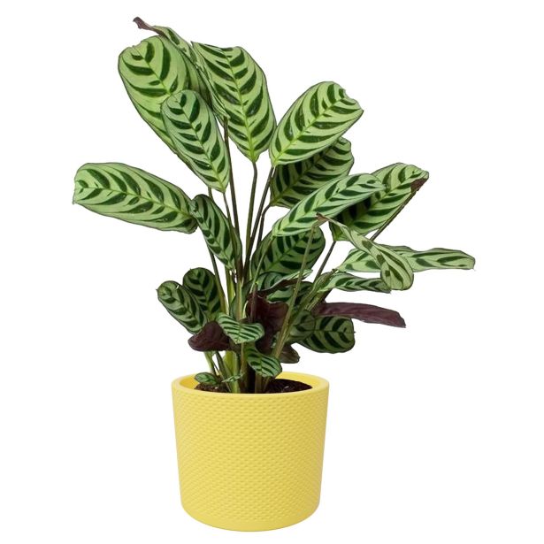 KERAMIČNI NOTRANJI LONEC EVI 150 LIMONA GLOSS 150X131 MM ZA L13 ALI 14