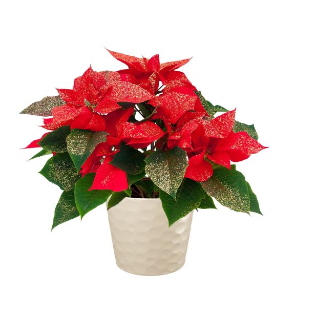 KERAMIČNI NOTRANJI LONEC LINDA 130 SMETANA PEARL 136X118 MM ZA L11 ALI 12