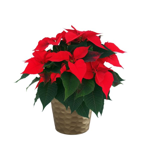 KERAMIČNI NOTRANJI LONEC LINDA 130 ZLAT METALIC 136X118 MM ZA L11 ALI 12