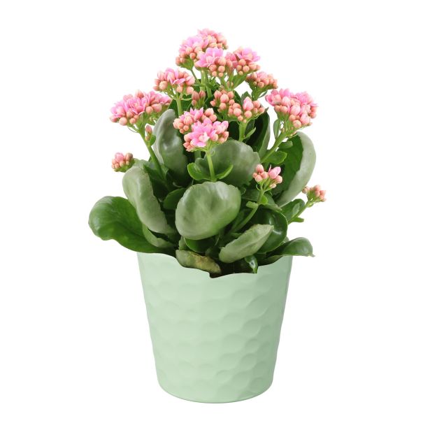 KERAMIČNI NOTRANJI LONEC LINDA 134 MINT GLOSS 134X127 ZA L11 ALI 12