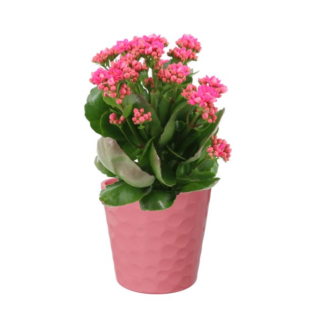 KERAMIČNI NOTRANJI LONEC LINDA 134 OLD PINK GLOSS 134X127 ZA L11 ALI 12