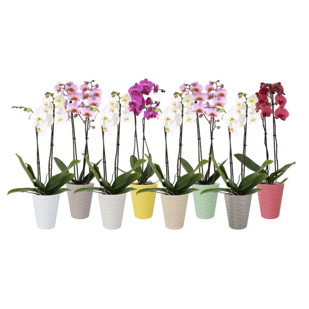 KERAMIČNI NOTRANJI LONEC LINDA 140 MINT GLOSS 139X167MM ZA ORHIDEJE L12