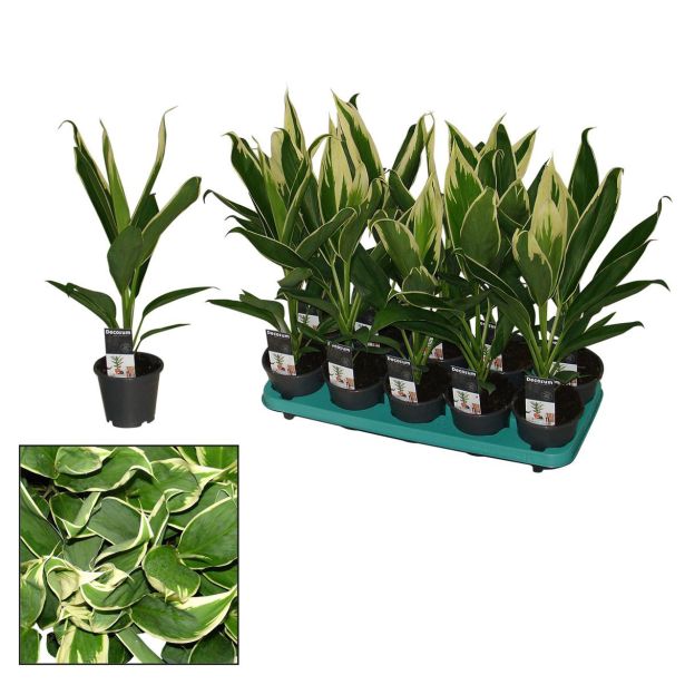 SOBNA ZELENA RASTLINA KIJEVKA CONGA L12