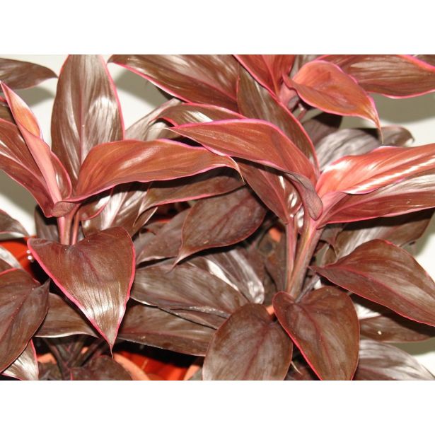 SOBNA ZELENA RASTLINA KIJEVKA L12