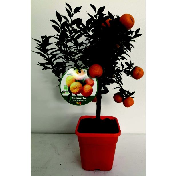 MEDITERANSKE RASTLINE KINOTO L20