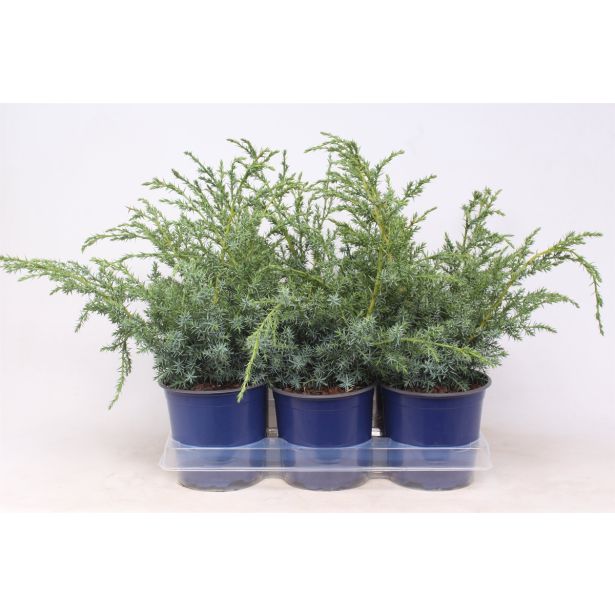 BRIN KITAJSKI BLUE ALPS L15