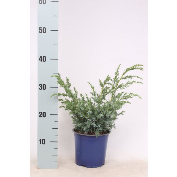 BRIN KITAJSKI BLUE ALPS L15