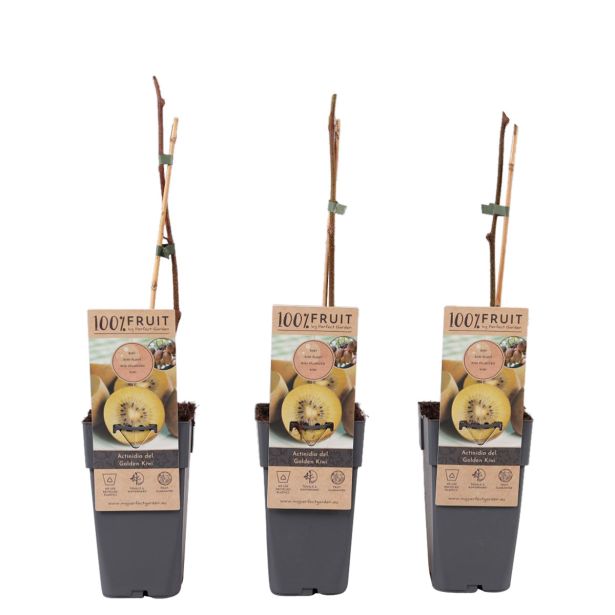 KIVI GOLDEN (ZLATI) ŽENSKA RASTLINA L 2L