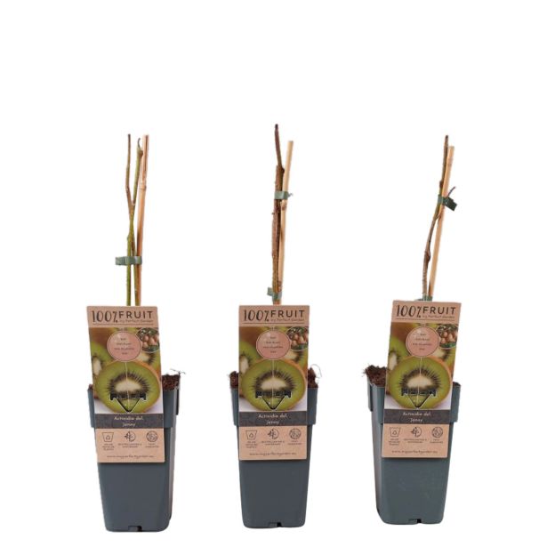 KIVI JENNY SAMOOPLODEN L 2L