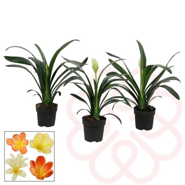 CVETOČA SOBNA RASTLINA KLIVIJA MIX L13