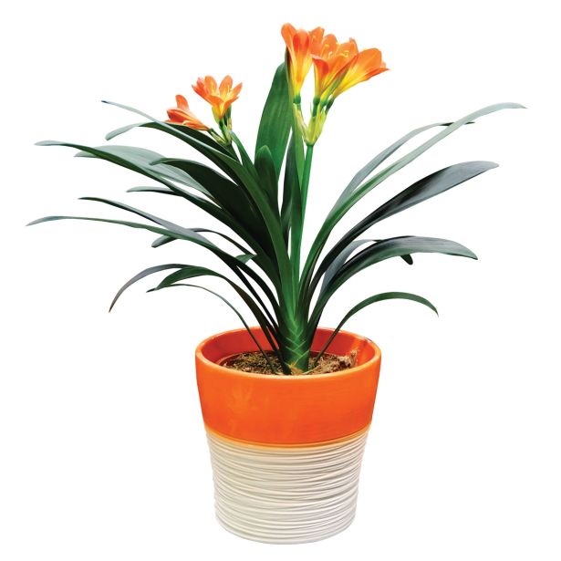 CVETOČA SOBNA RASTLINA KLIVIJA STRONG L13