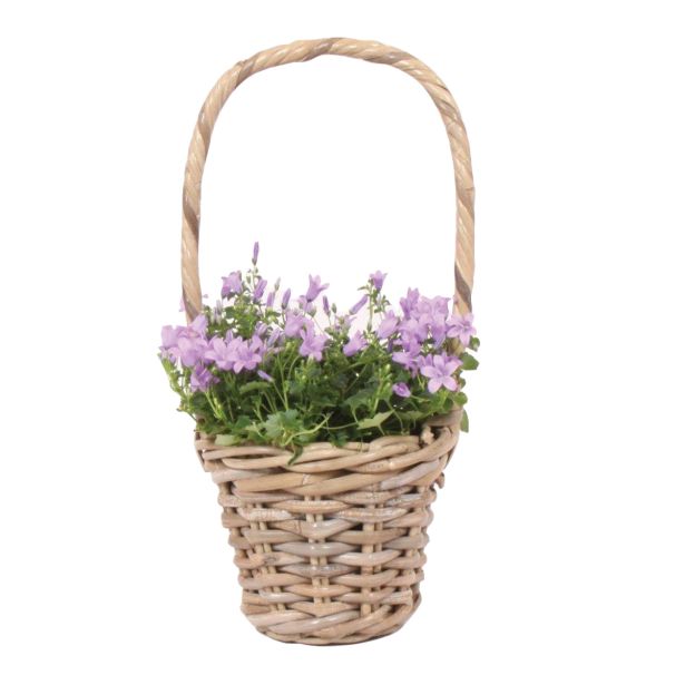 ZVONČNICA KLOBUČASTA CAMPANULA KOŠEK L10.5