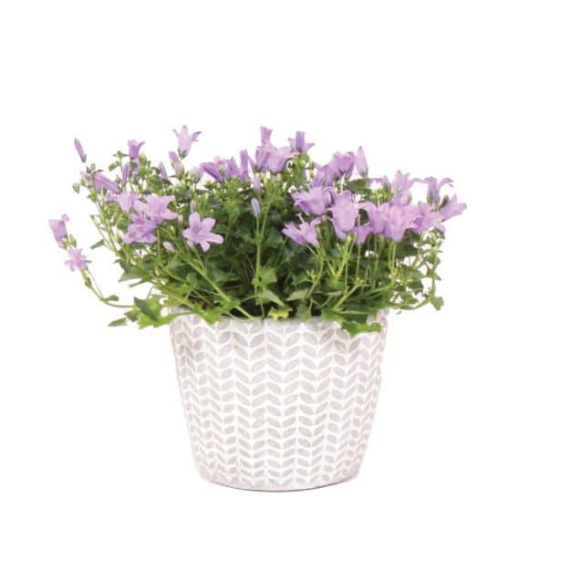 ZVONČNICA KLOBUČASTA L10 CAMPANULA V KERAM. LONCU