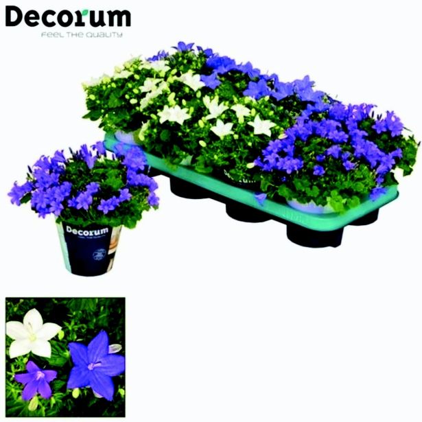 ZVONČNICA KLOBUČASTA L11