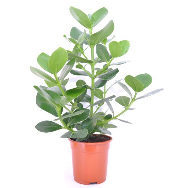 SOBNA ZELENA RASTLINA KLUZJA PRINCESS L17