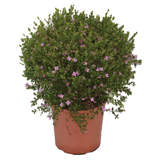 MEDITERANSKE RASTLINE KORALNA RUTICA L19