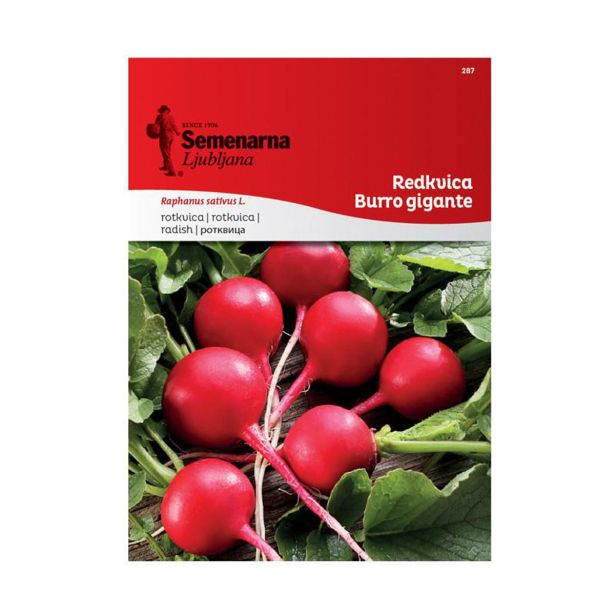 KORENOVKA SEMENARNA REDKVICA BURRO GIGANTE287