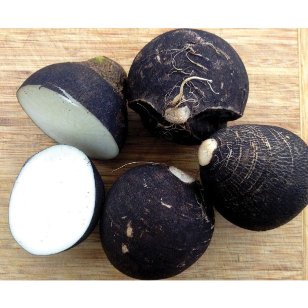 KORENOVKE SADIKE ČRNA REDKEV 9 KOS