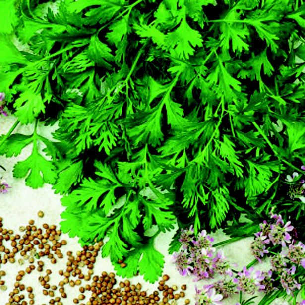 KORIANDER VOLMARY KORIANDER CARIBE L12