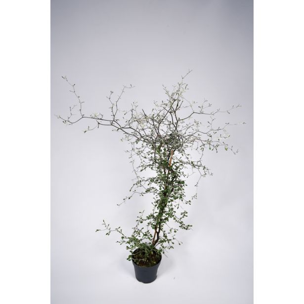 MIX JESENSKIH RASTLIN KOROKIJA L12