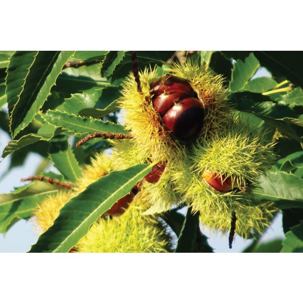 KOSTANJ BOUCHE DE BETIZAC L25