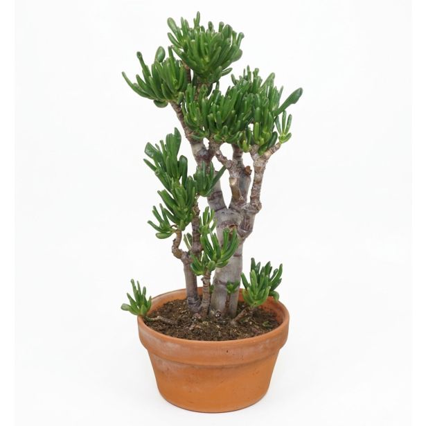 KRASULA BONSAI GOLLUM L20 CM