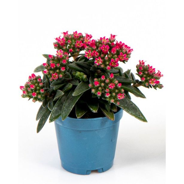 KRASULA KRASULA SCHMIDTII L6