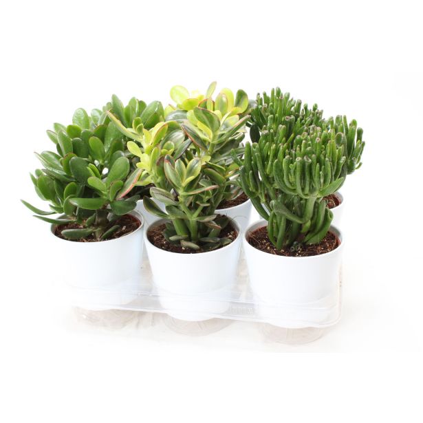 KRASULA MIX V OKR. LONCU L13