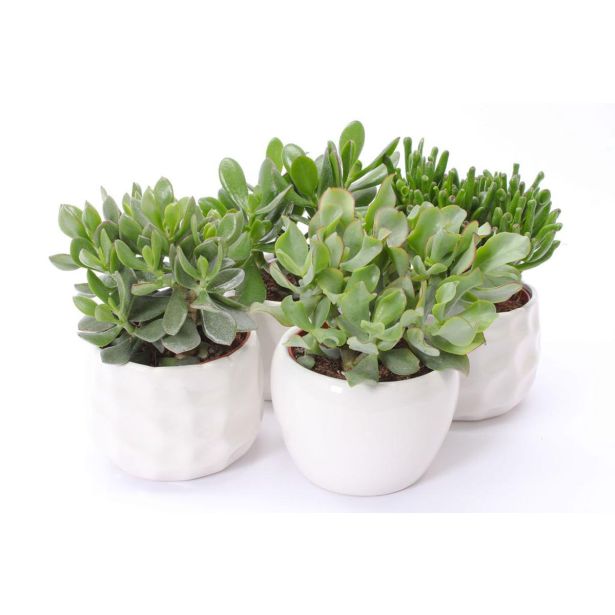 KRASULA V OKRASNEM LON. PAROS L15 CM