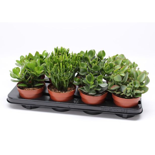 KRASULA WOODS MIX L12 CM