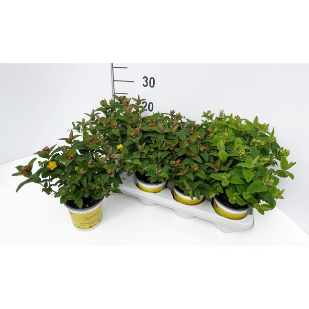 TRAJNICA KRČNICA MIX L13