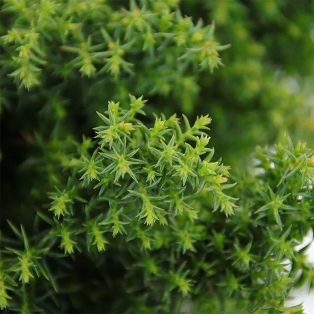 IGLAVEC KRIPTOMERIJA YOKOHAMA L19