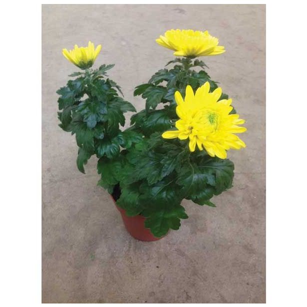 KRIZANTEMA CHRYSANTHEMUM DECO MIX L12