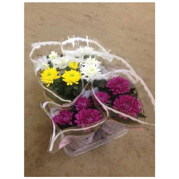 KRIZANTEMA CHRYSANTHEMUM DECO MIX L12