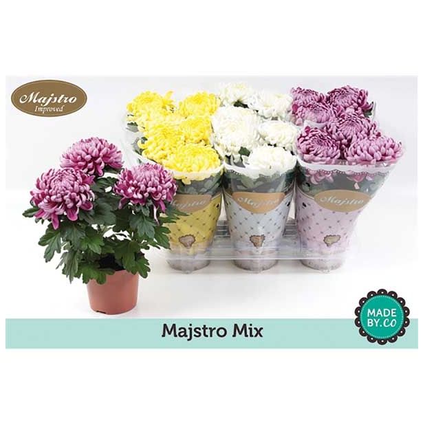 KRIZANTEMA CHRYSANTHEMUM DECO MIX L12