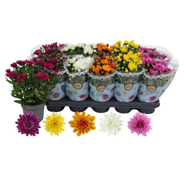 KRIZANTEMA DVOJEN CVET MIX L12 CM