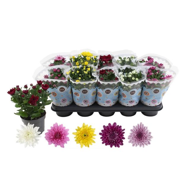 KRIZANTEMA DVOJEN CVET MIX L12 CM