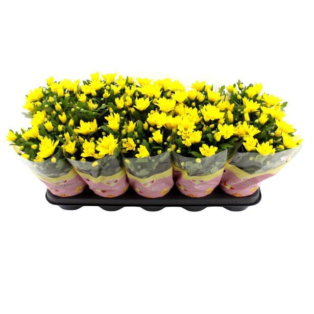 KRIZANTEMA DVOJEN CVET MIX L12 CM
