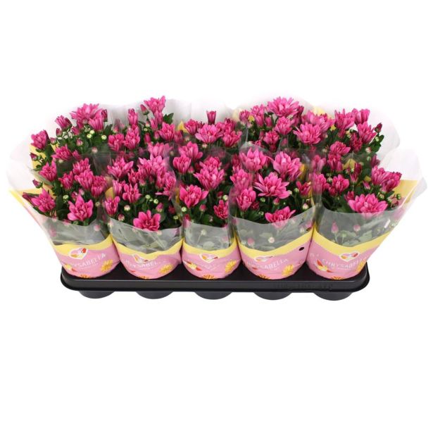 KRIZANTEMA DVOJEN CVET MIX L12 CM